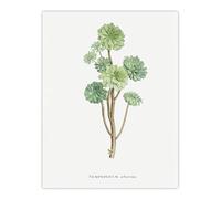 Artery8 Tree Houseleek Succulent Unframed Wall Art Print Poster 12X16 Artwork By Redoute : Succulent Leaf Composition Bringing Fresh Sculptural Detail To Kitchen Decor