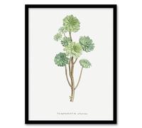 Artery8 Tree Houseleek Succulent Wall Art Print Framed Poster 12x16 inch Artwork By Redoute : Succulent Leaf Composition Bringing Fresh Sculptural Detail To Kitchen Decor