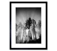 Artery8 Trees Light Fog Black White Living Room 12x16" Framed Wall Art in Grey | Size: W12" x H16" Artery8 Grey W12" x H16"