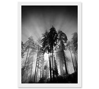 Artery8 Trees Light Fog Black White Moonlit Forest A4 Artwork Framed Wall Art Print