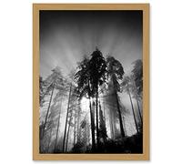 Artery8 Trees Light Fog Black White Moonlit Forest A4 Artwork Framed Wall Art Print