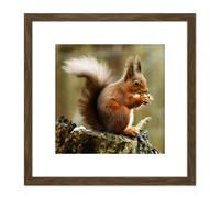 Artery8 Trimming Red Squirrel Eating Forest Nature Photo 8X8 Inch Square Wooden Framed Wall Art Print Picture with Mount