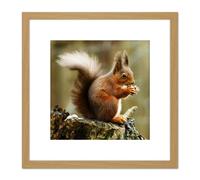 Artery8 Trimming Red Squirrel Eating Forest Nature Photo 8X8 Inch Square Wooden Framed Wall Art Print Picture with Mount in Light Oak Artery8 Light Oak