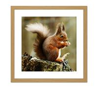 Artery8 Trimming Red Squirrel Eating Forest Nature Photo 9X9 Inch Square Wooden Framed Wall Art Print Picture with Mount