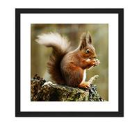 Artery8 Trimming Red Squirrel Eating Forest Nature Photo 9X9 Inch Square Wooden Framed Wall Art Print Picture with Mount