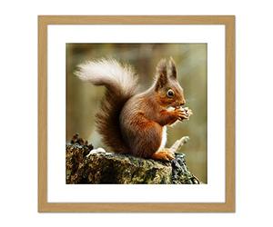 Artery8 Trimming Red Squirrel Eating Forest Nature Photo 9X9 Inch Square Wooden Framed Wall Art Print Picture with Mount