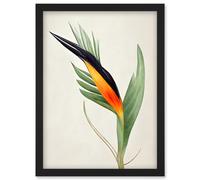 Tropical Bird of Paradise Flower Gold Black Illustration Artwork Framed Wall Art Print A4 Artery8 Black One Size
