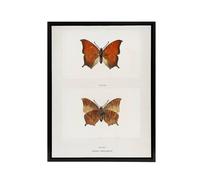Artery8 Tropical Leafwing Butterfly Sherman Denton Framed Canvas Wall Art in White | Size: W18" x H24" Artery8 White W18" x H24"