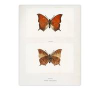Artery8 Tropical Leafwing Butterfly Sherman Denton Wall Art Poster Print in White | Size: W24" x H32" Artery8 White W24" x H32"