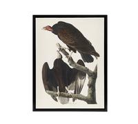 Artery8 Turkey Buzzard Vulture Audubon Nature Black Framed Canvas Wall Art in White | Size: W24" x H32" Artery8 White W24" x H32"