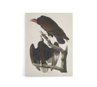 Artery8 Turkey Buzzard Vulture Audubon Nature Canvas Wall Art in White | Size: W18" x H24" Artery8 White W18" x H24"