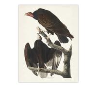 Artery8 Turkey Buzzard Vulture Audubon Nature Wall Art Poster Print 12X16"