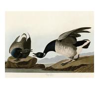 Artery8 Unframed Wall Art Audubon Birds America Brant Goose - 12X16 Inch