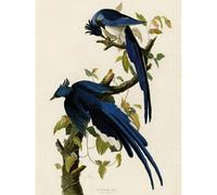 Artery8 Unframed Wall Art Audubon Birds Columbia Jay Painting - 12X16 Inch