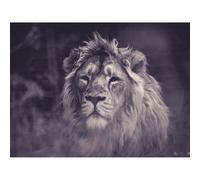 Artery8 Unframed Wall Art Bredesen Male African Lion - 12X16 Inch