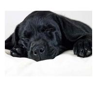Artery8 Unframed Wall Art Labrador Retriever Black Puppy - 12X16 Inch