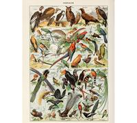 Artery8 Unframed Wall Art Millot Encyclopedia Page Birds Owls Parrots - 12X16 Inch