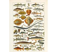 Artery8 Unframed Wall Art Millot Encyclopedia Page Fish Shark Ray - 12X16 Inch