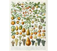 Artery8 Unframed Wall Art Millot Encyclopedia Page Fruit Pear Grapes - 12X16 Inch