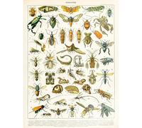 Artery8 Unframed Wall Art Millot Encyclopedia Page Insects Cicada - 12X16 Inch