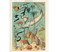 Artery8 Unframed Wall Art Millot Encyclopedia Page Ocean Fish Shark - 12X16 Inch