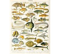 Artery8 Unframed Wall Art Millot Encyclopedia Page Variety Sea Fish - 12X16 Inch