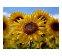 Artery8 Unframed Wall Art Photography Composition Flower Sunflower Yellow Petal Macro - 12X16 Inch