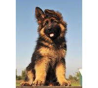 Artery8 Unframed Wall Art Puppy German Shepherd Alsatian - 12X16 Inch