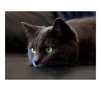 Artery8 Unframed Wall Art Resting Black Cat Kitten Green Eyes - 12X16 Inch