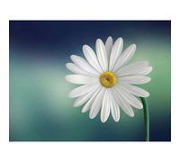 Artery8 Unframed Wall Art White Flower Petals Daisy - 12X16 Inch