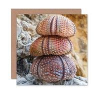 Artery8 Urchin Shells Stack Zen Nature Photography Art Card Artery8 Multicolor