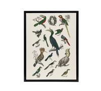 Artery8 Various Birds Illustration Goldsmith Black Framed Canvas Wall Art in White | Size: W18" x H24" Artery8 White W18" x H24"