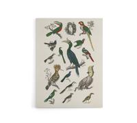 Artery8 Various Birds Illustration Goldsmith Vintage Canvas Wall Art in White | Size: W24" x H32" Artery8 White W24" x H32"
