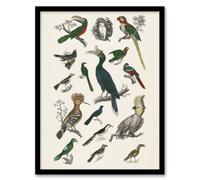 Artery8 Various Birds Illustration Goldsmith Vintage Framed Wall Art Print in White | Size: W12" x H16" Artery8 White W12" x H16"