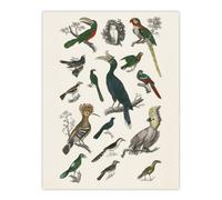 Artery8 Various Birds Illustration Goldsmith Vintage Wall Art Print Poster in White | Size: W12" x H16" Artery8 White W12" x H16"