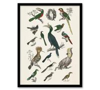 Artery8 Various Birds Illustration Wall Art Print Framed Poster 12x16 inch Artwork By Goldsmith : Colourful Wildlife Print Suited For Study Or Hallway Adding Natural Diversity And Visual Interest