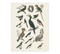 Artery8 Various Birds Illustration XL Extra Large Wall Art Poster Print 24X32 Artwork By Goldsmith : Colourful Wildlife Print Suited For Study Or Hallway Adding Natural Diversity And Visual Interest