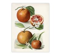 Artery8 Vintage Artwork of Orange Citrus Fruits Wright Wall Art Poster Print in White | Size: W12" x H16" Artery8 White W12" x H16"