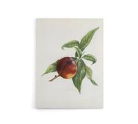 Artery8 Vintage Artwork of Pine Apple Nectarine Wright Canvas Wall Art Print in White | Size: W24" x H32" Artery8 White W24" x H32"