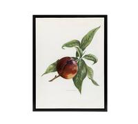 Artery8 Vintage Artwork of Pine Apple Nectarine Wright Framed Canvas Wall Art in White | Size: W18" x H24" Artery8 White W18" x H24"