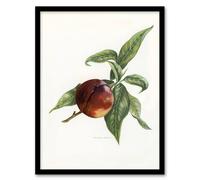 Artery8 Vintage Artwork of Pine Apple Nectarine Wright Framed Wall Art Print in White | Size: A4 Artery8 White A4