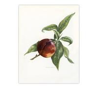 Artery8 Vintage Artwork of Pine Apple Nectarine Wright Wall Art Poster Print in White | Size: W18" x H24" Artery8 White W18" x H24"