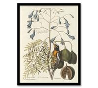 Artery8 Vintage Bird And Plant Illustration Catesby Framed Wall Art Print A3