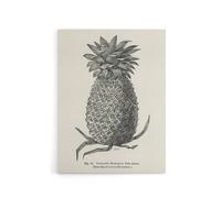Artery8 Vintage Black White Pineapple Illustration Wright Canvas Art Print | Size: W24" x H32" Artery8 White W24" x H32"