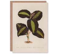 Artery8 Vintage Botanical Art Card The Golden Veined Jewel Orchid