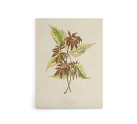 Artery8 Vintage Botanical Boxelder Maple Leaves Fawcett Canvas Wall Art in Beige | Size: W18" x H24" Artery8 Beige W18" x H24"