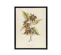 Artery8 Vintage Botanical Boxelder Maple Leaves Fawcett Framed Canvas Wall Art in Beige | Size: W12" x H16" Artery8 Beige W12" x H16"