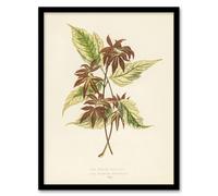 Artery8 Vintage Botanical Boxelder Maple Leaves Fawcett Framed Wall Art Print in Beige | Size: A4 Artery8 Beige A4