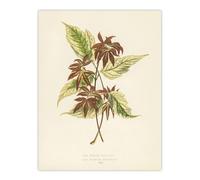 Artery8 Vintage Botanical Boxelder Maple Leaves Fawcett Wall Art Poster Print in Beige | Size: W12" x H16" Artery8 Beige W12" x H16"