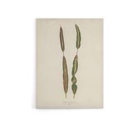 Artery8 Vintage Botanical Croton Interruptum Leaf Fawcett Canvas Wall Art in Beige | Size: W24" x H32" Artery8 Beige W24" x H32"